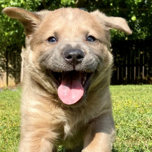 happy puppy running in the grass
