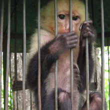 pet capuchin monkey in a cage