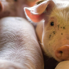 piglet looking at the camera
