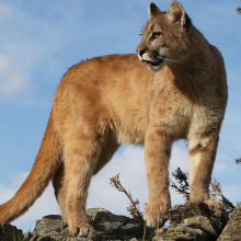 puma standing on a cliff