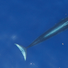 aerial shot of whale in blue water