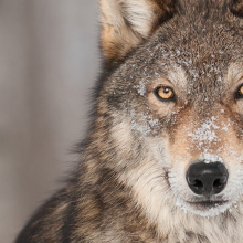 brown wolf looking directly into the camera