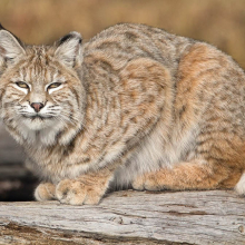 bobcat sitting on a rock