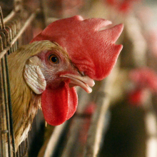 close up of chicken in a cage at a factory farm