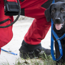 black lab with a blue leash