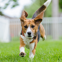teddy the beagle running through a yard