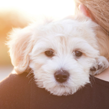 woman holding a puppy