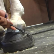 horse's hoof being sored