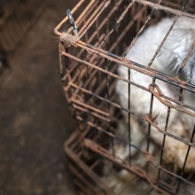 shaggy gray and white dog in a dirty cage looks at the camera