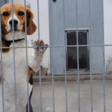 beagle in an outdoor kennel