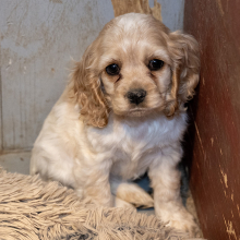 blond puppy sitting in a corner