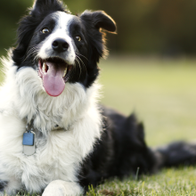 black and white border collie sitting in the grass