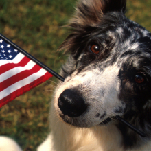 border collie holding a flag looking at the camera