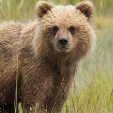grizzly bear cub in the grass