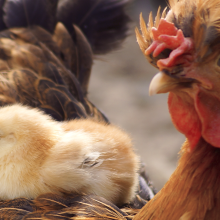 a red chicken with a yellow chick on her back