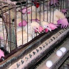 chickens in battery cages