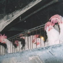 chickens in battery cages