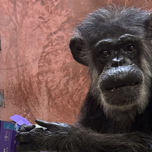 two chimps looking at the camera