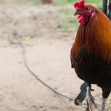rooster used in cockfighting chained up