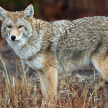 coyote looking at the camera