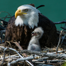 eagle in a nest with their chick