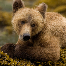young grizzly bear on a rock