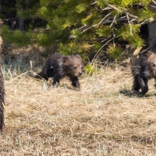 Family of grizzly bears