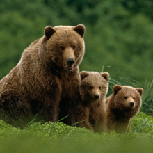 Family of grizzly bears