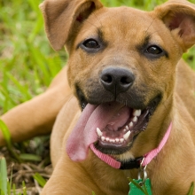 happy brown dog in the grass