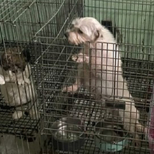 two dogs in filthy cages in a basement