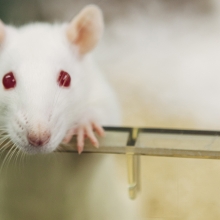 white lab rat standing up looking at the camera