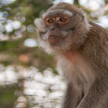 monkey sitting in a tree