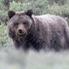 Miracle the grizzly bear in Grand Teton National Park