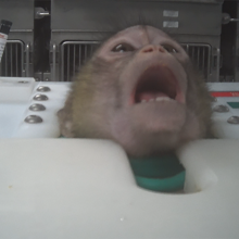 monkeys used in experiments are restrained
