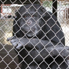 chimp in a fenced in enclosure
