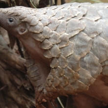 a pangolin in the wild in Zimbabwe