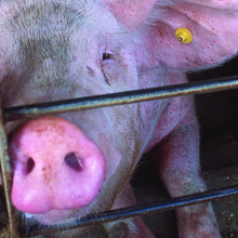 pig in a cramped and confined gestation crate 