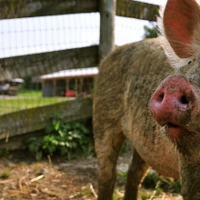 pig in a pasture in the sun