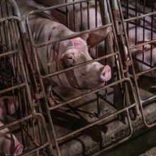 Pigs in gestation crates on a factory farm.