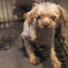 a small dirty poodle sits in a filthy cage