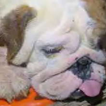close up of sick bulldog puppy in a puppy mill