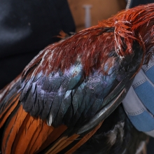 rooster with its eyes closed being held after being rescued