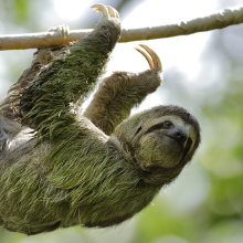 Three-toed Sloth moving on cecropia tree