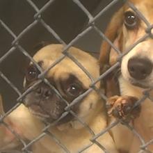 a pug and beagle in a cage looking at the camera