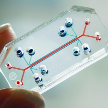 Non-animal alternatives to animal experiments