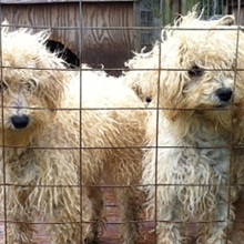 three white, dirty dogs behind a fence