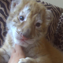 undercover photo of a tiger cub