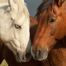 two horses nuzzling