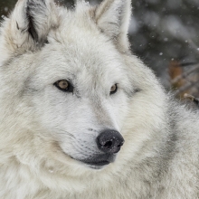 white wolf in the snow