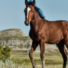 wild foal on the range